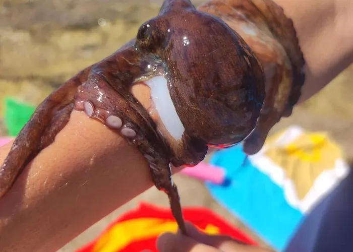 Lejlighed Dipinto Sul Mare Mola di Bari